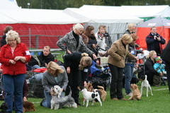 Royal Canin Junior -kilpailu 
