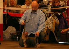 FCI3 Terrier Speciality Riga, Latvia 17.11.2012 