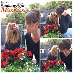 Kentauro Alfa Miss Kiss 3,5v 
