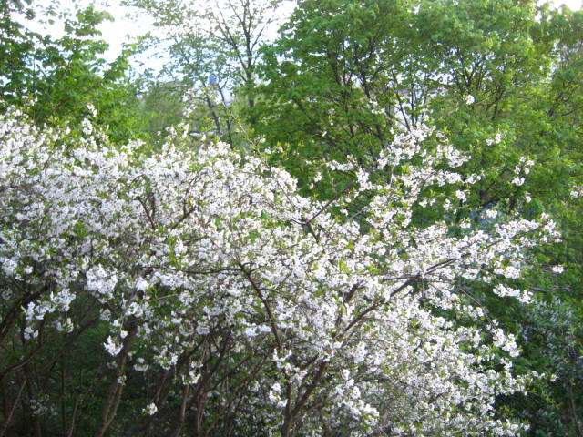 Tulee hyvä kirsikkavuosi 2009.
