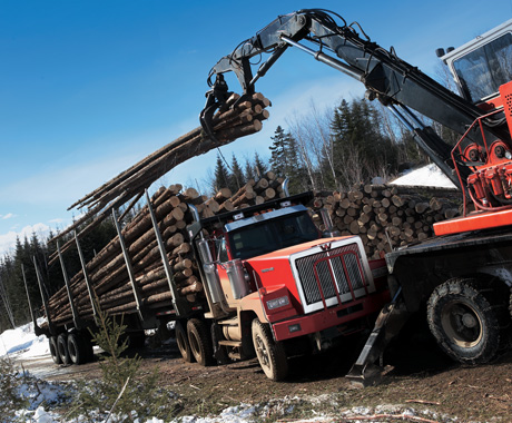 lUSA Canada logging11-xd