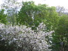 Kirsikkapuukukinto 2