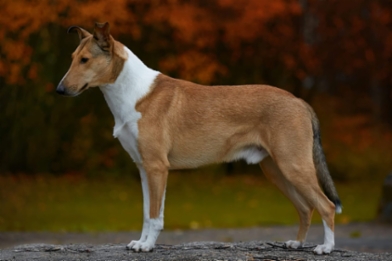 Sileäkarvainen collie, Black Elles Keepsake Of Magic