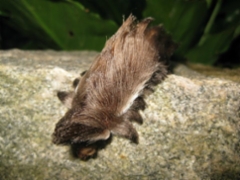 caterpillar_4