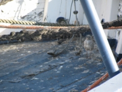 birds_13