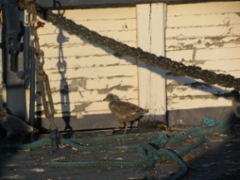 birds_16