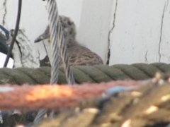 birds_18