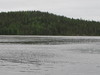 Neitijärvi