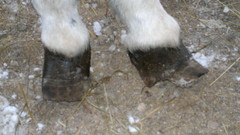 hoitamatta jäänyt