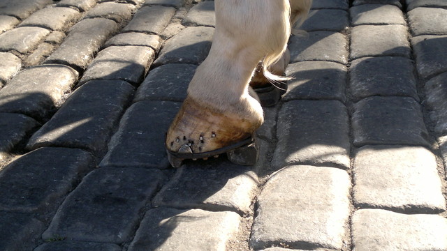 valjakkohevosen mukulakiville suunniteltu kenkä.