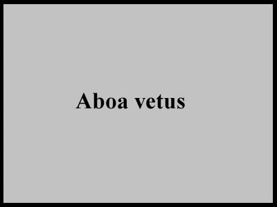 aboa_vetus