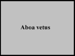 aboa_vetus
