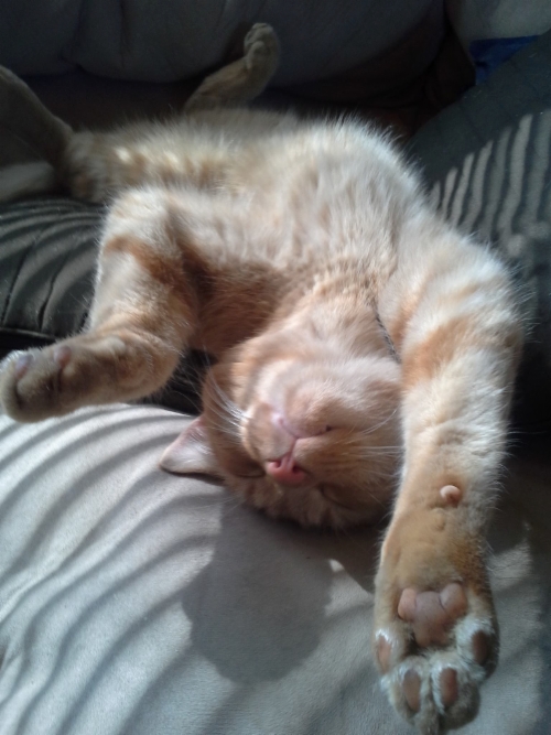 Islanninhevostalli Glymur - Karvinen