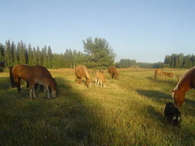 tammat ja varsat 2006