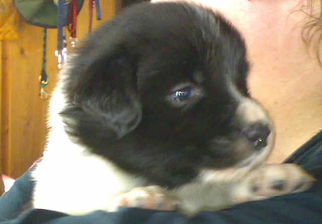 alma