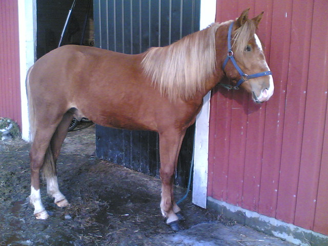 ruiskumestari1