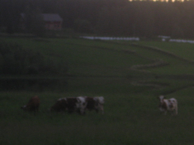 sateinen kesä 2008