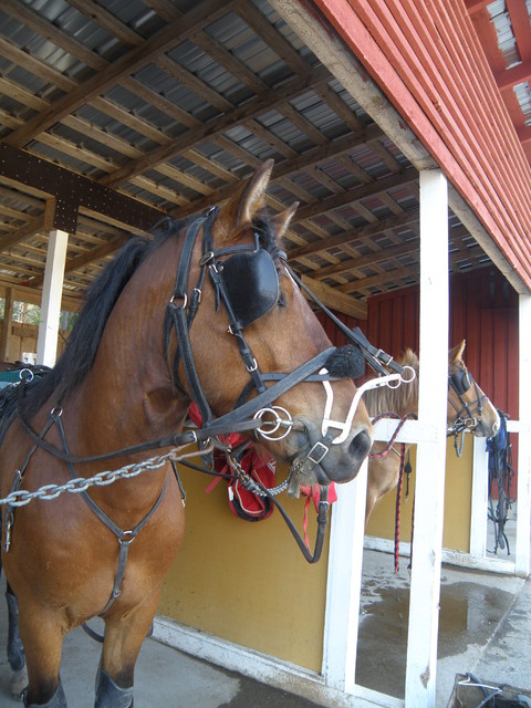 viereman ravikauden avajaiset 2010 006