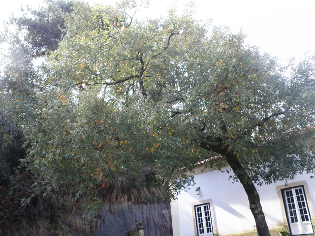 Oliveira, oliivipuu