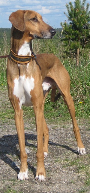 apasseedesta