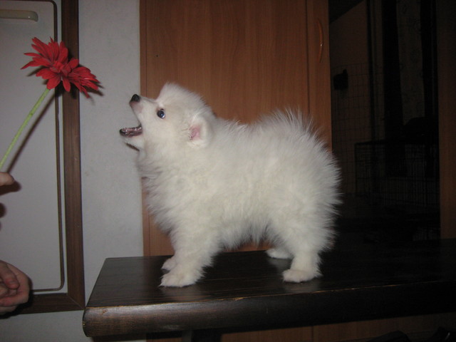 tammikuun loppua 045