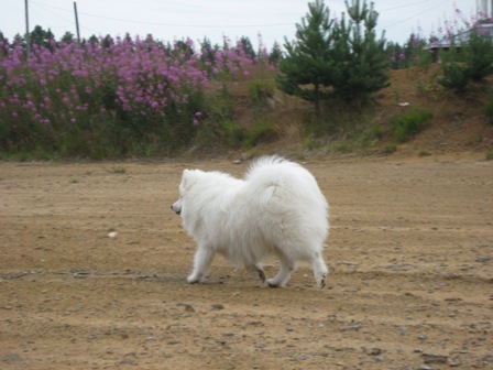 fidoravaa