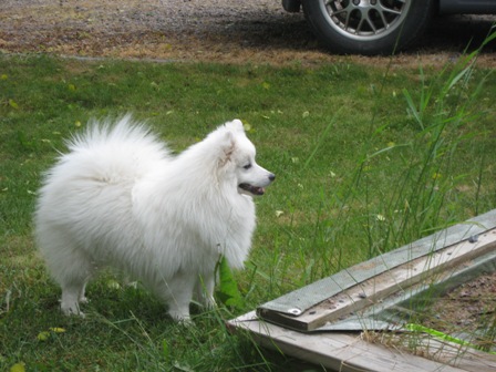 fido 7kk2