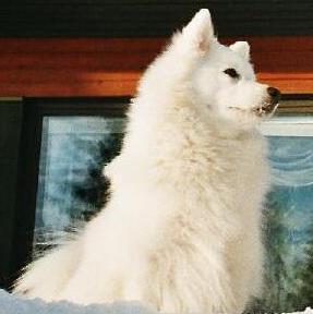 mahtavavikke