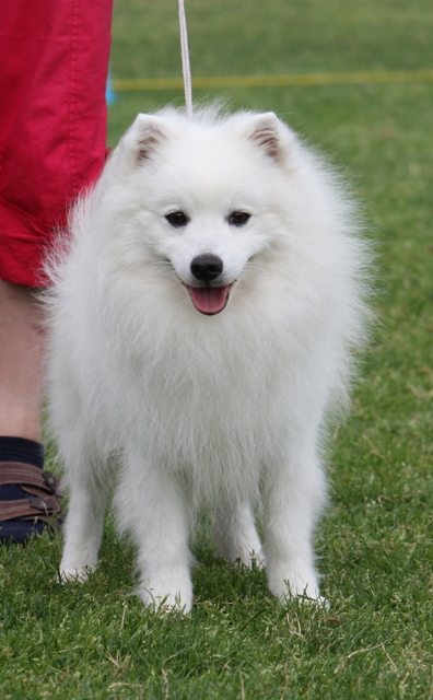 fido ristiinassa