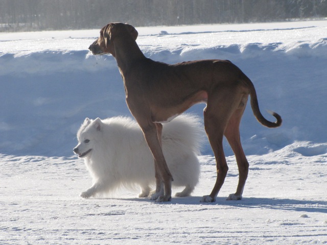 apasse ja fido
