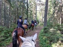 mets&auml;ss&auml;
