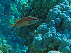 grouper marsa a