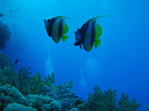 kaksi bannerfish