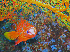 coralgrouper1