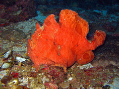 frogfish