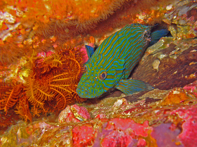 grouper sinin