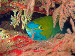 parrotfish yopuulla