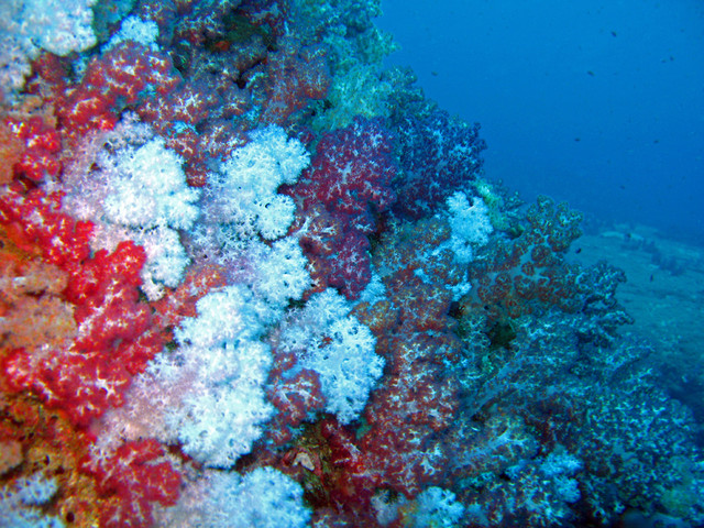 pehmea koralli