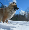 Dogs picture winter